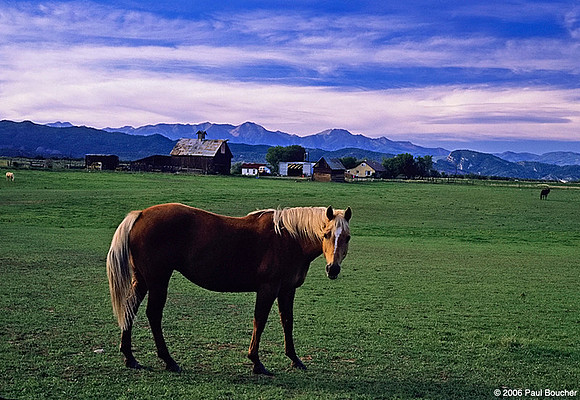 Palomino, Colorado