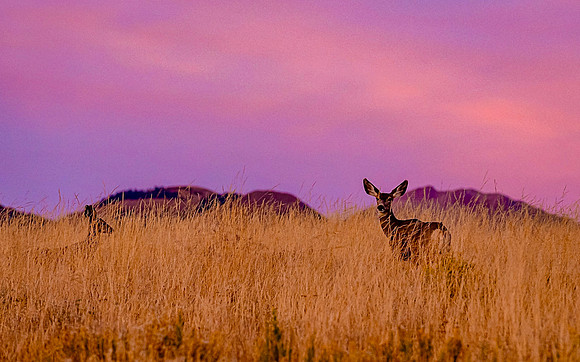 Colorado deer at dusk