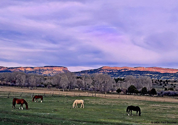 Horses, Utah