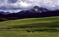 Horses, Wilson Mesa, Colorado