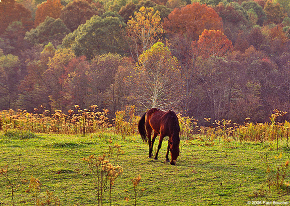 Horse grazing in Ohio Fall