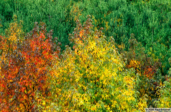 Fall Trees
