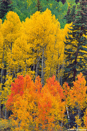 Fall Trees