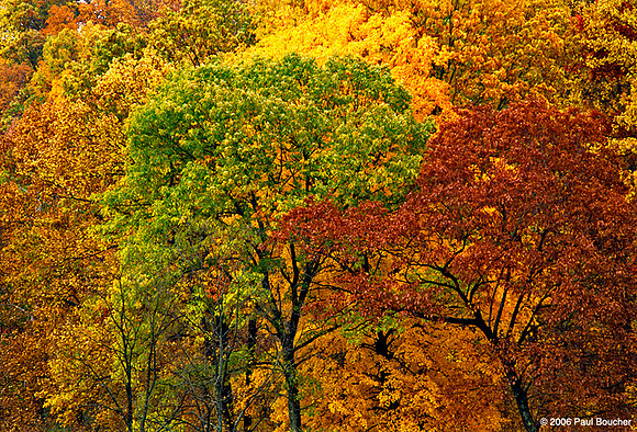 Fall Trees