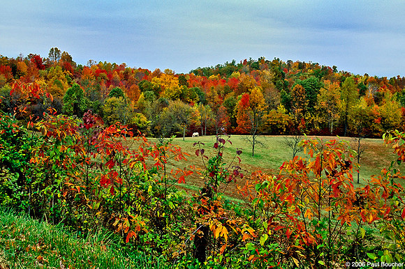Fall Trees