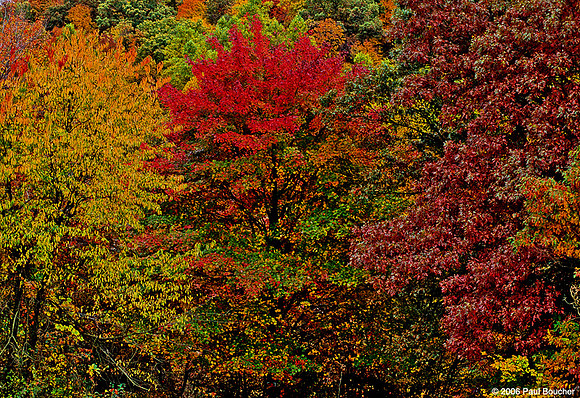 Fall Trees