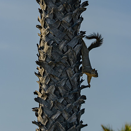 Western Gray Squirrel dances down palm tree, Santa Monica beach