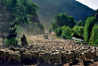 Sheep on Colorado Utah border