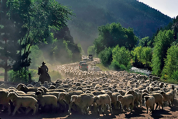 Sheep on Colorado Utah border