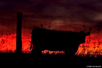 Cow in the west