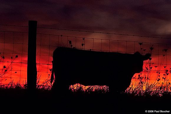 Cow in the west