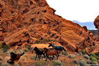 Wild Horses, Nevada