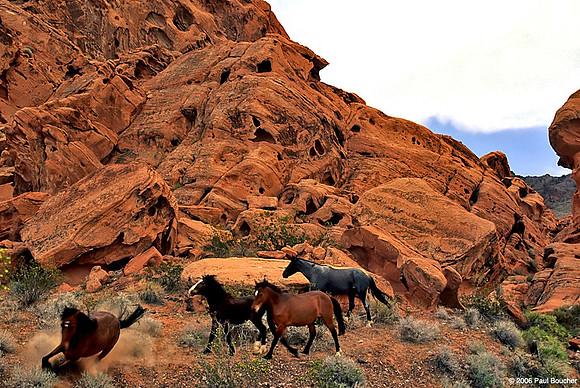 Wild Horses, Nevada