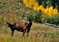 Colorado