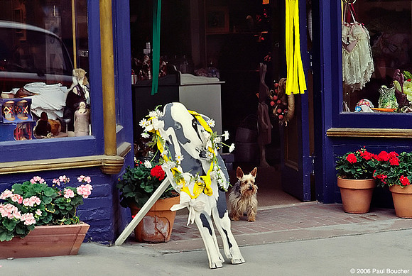 Dog Paris, France