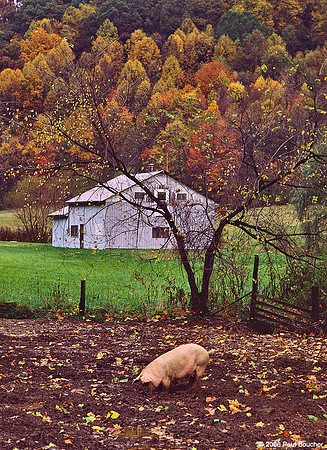 Pig rooting, Fall Ohio