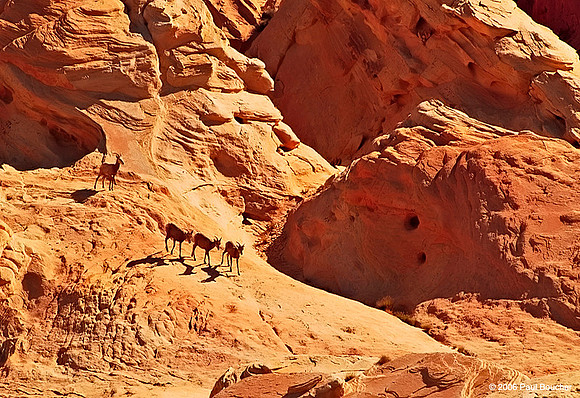 Mountain Goats,  Nevada