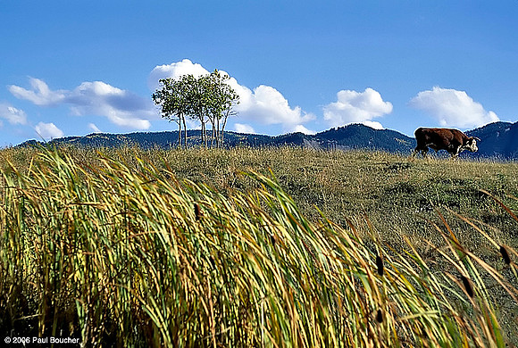 Colorado Mesa