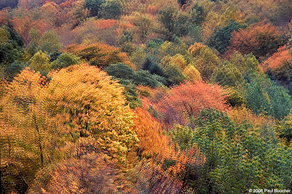 Fall Trees