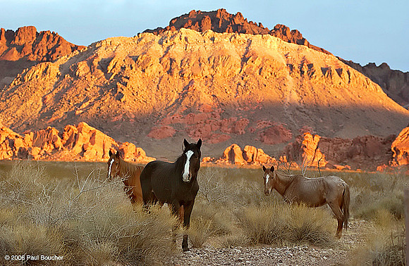 Wild Horses Lake Meade, Nevada