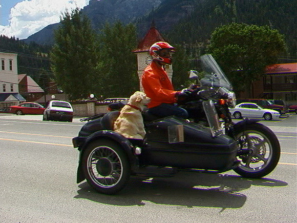 Dog Rides Sidecar