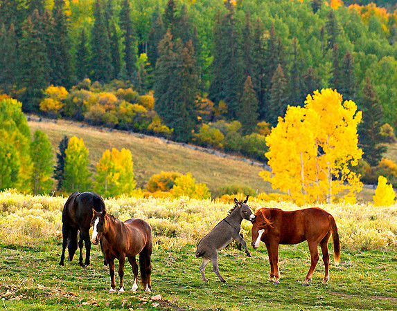 Donkey & Horses Colorado