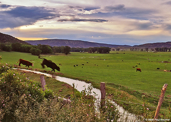 Cows, Ridgeway, Colorado