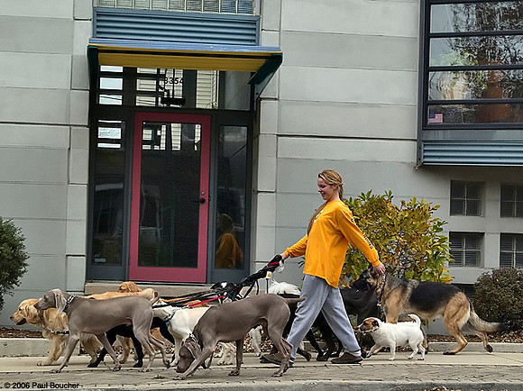 Dog walker, Chicago