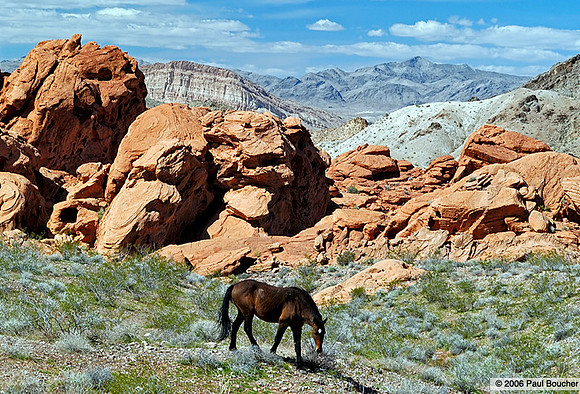 Wild Horse Nevada