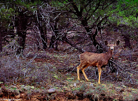 Scrawny Deer
