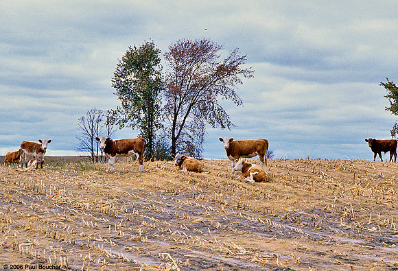 Cows, Michigan