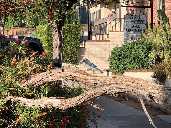 Bird sits on tree felled by a truck
