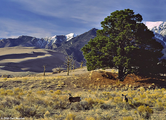 Deer Great Sand Dunes