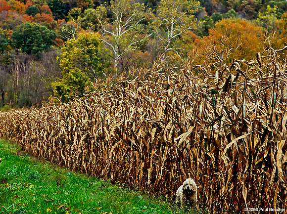 Ohio Dog by fall cornfield