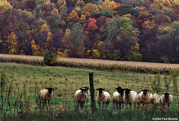 Sheep, Fall, Ohio