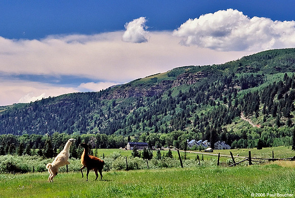 Llamas, Telluride Colorado