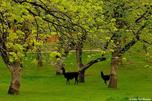 Llama near Zion