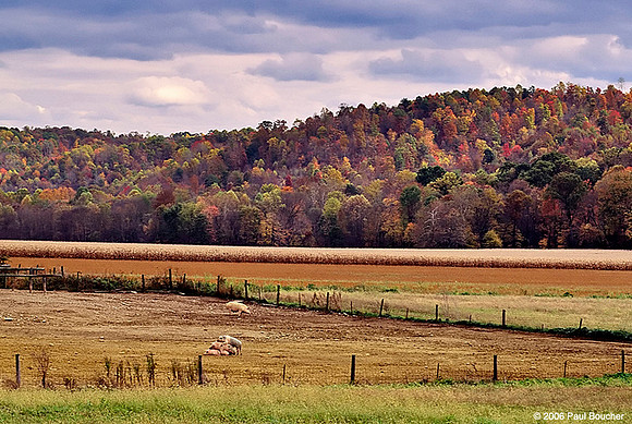 Piggyback in Fall Ohio