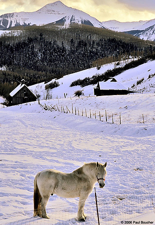 Horse on mesa in colorado