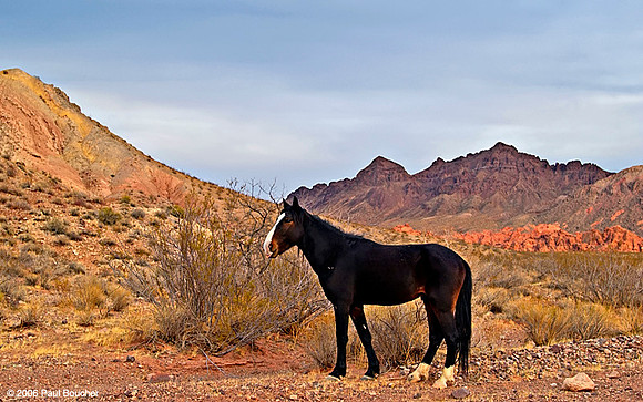 Wild horse in Nevada
