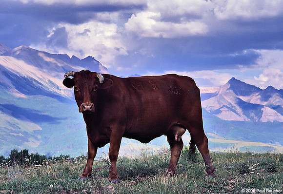 Cow Colorado