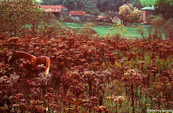 Horse in Ohio Field