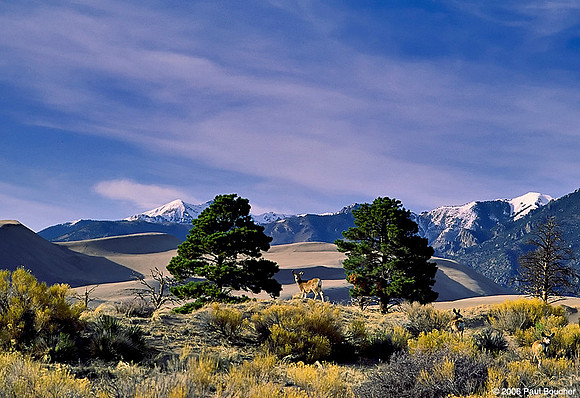 Deer Great Sand Dunes