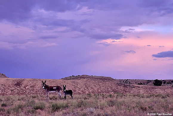 Wild Donkeys, Utah