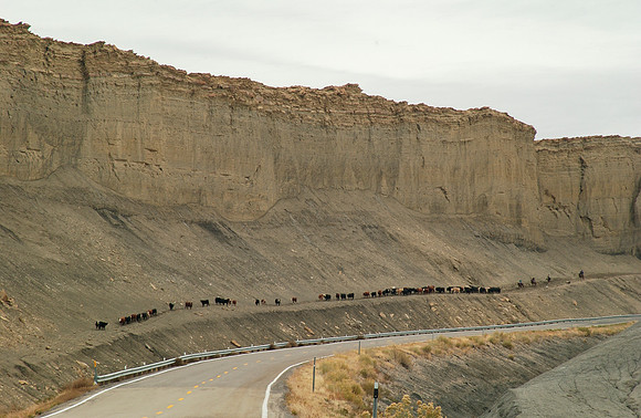 Cows by railroad tracks Utah