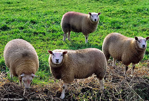 Dutch Sheep