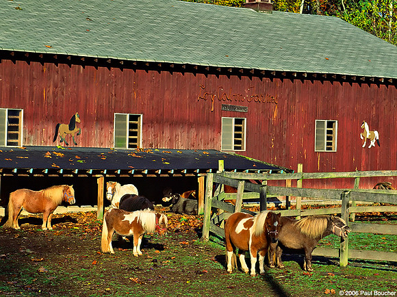 Miniature Horses, Ohio