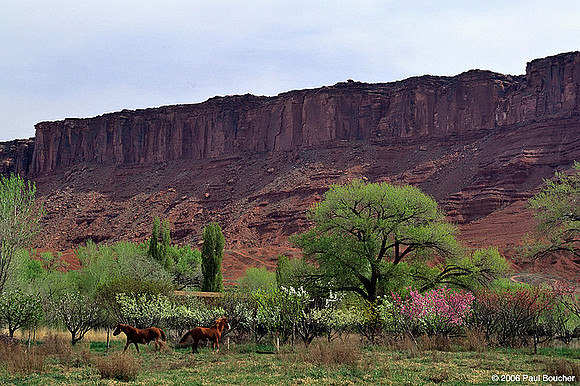 Horses, Utah Spring