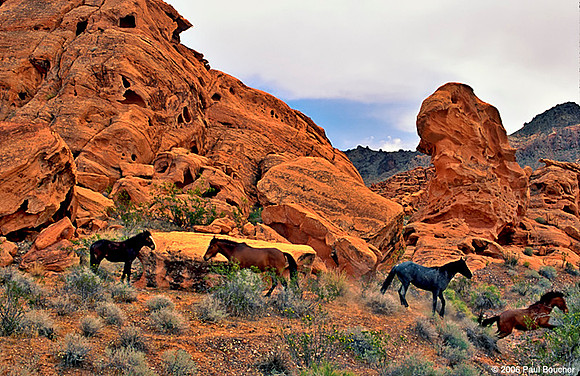 Wild horses, Nevada