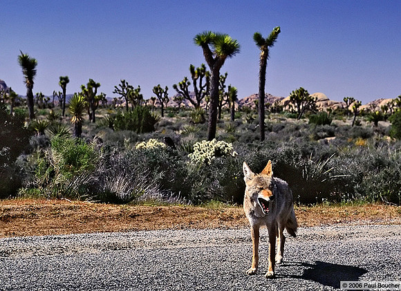 Coyote Joshua Tree